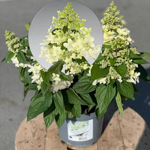 Hydrangea paniculata 'Pandria' - Aedhortensia 'Pandria' C2/2L